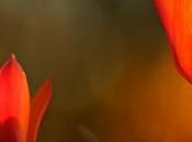 TouchMousePointer Emulateur touchpad pour écran tactile