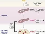 #Cell #souristransgéniques #tissuadipeuxviscéral #lymphocytesTreg Souris Transgéniques Révèlent Acquisition Multi-site Phénotype Distinctif Fat-Treg