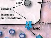 #Cell #mitophagie #cellulesépithélialesintestinales #tumorigénèse mitophagie dans cellules intestinales épithéliales déclenchent l’immunité adaptative cours tumorigénèse