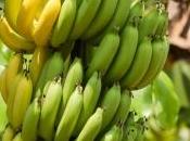 Plus Antillais contaminés pesticide dangereux, chlordécone