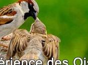 L’expérience Oiseaux