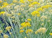 journée dans champs d’Hélichryse avec Naturactive