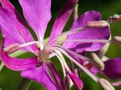Épilobe (Epilobium angustifolium)