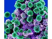 ANTIBIORÉSISTANCE bactérie peau défie antibiotiques dernier recours