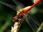 Libellule rouge sang (Sympetrum sanguineum)