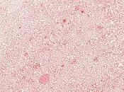 elle d'Adeline Fleury