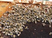 Lutte contre frelon asiatique L'agglo Seine-Eure cherche solutions