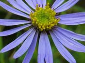 Aster amelle (Aster amellus)