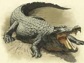 Tout savoir animaux, chasse pêche dans Dead Redemption