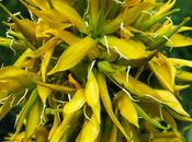 Grande gentiane (Gentiana lutea)