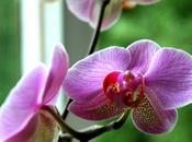 Orchidées, fleurs exotiques dans intérieurs