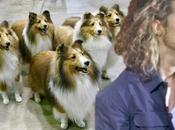 Doré mit, face Lassies, dos.