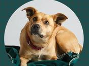 jeté fois l’amour pour animaux dans refuges