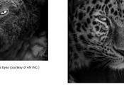 FoToFever Paris 2018 édition 8/11 Novembre Carrousel Louvre