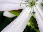 Saponaire officinale (Saponaria officinalis)