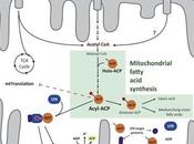 #Cell #mitochondrie #chainerespiratoire #acetylcoA Détection l’Acétyl-CoA Mitochondrial Modulation Respiration