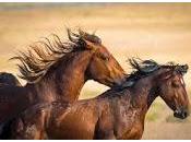 Chevaux Sauvages Lombric