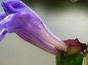 Scutellaire casque (Scutellaria galericulata)