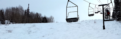 arbustes bien grandit