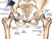 Poussée pelvienne approfondie