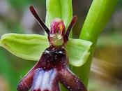 Ophrys mouche (Ophrys insectifera)