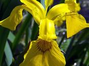 Iris marais (Iris pseudacorus)