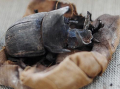 rarissimes scarabées momifiés découverts dans tombe Saqqarah