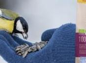 graines pour nourrir oiseaux sauvages