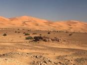 629_ Genêts nord mont Tahat dans Désert