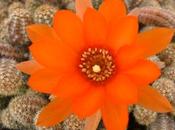 Queue (Aporocactus Flagelliformis), Cactus Grand-Mère