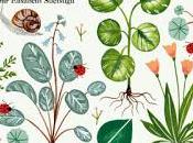 péninsule saisons Mayumi Inaba, traduction d'Elisabeth Suetsugu, éditions Picquier