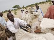 Tchad vaccination bétail contre peste, pasteurellose charbon profit milliers familles pastoralistes résidentes déplacées