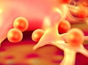 SYNDROME MÉTABOLIQUE rôle bien délétère d’une protéine clé, clusterine