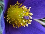 Anémone pulsatille (Anemone pulsatilla)