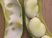 Salade quinoa avocat, vinaigrette miso