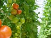 label pour tomates fraises cultivées hors saison sous serres chauffées