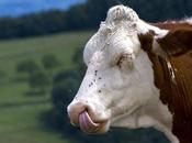 Pourquoi vache rit… tire langue