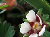 Potentille petites fleurs (Potentilla micrantha)