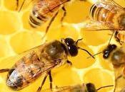 Abeilles rebiffent…