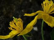 Chélidoine (Chelidonium majus)