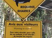 requins apperçus Boulogne