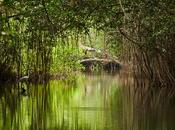 Apple compte restaurer près hectares forêt mangrove Colombie