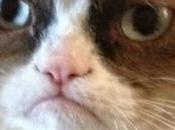 Grumpy Cat, coqueluche d’internet, décédée