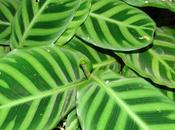 Découverte plantes motifs