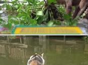 Klongs Bangkok, vidéo, chien écolo chat nageur