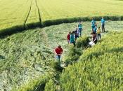 Alsace mystérieux crop circle était l’œuvre d’une classe collégiens