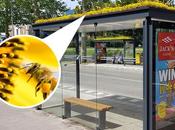 Pays-Bas abrisbus transformés refuges pour abeilles