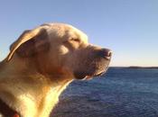 Réflexions besoin gourou