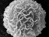 MALADIE CROHN macrophages pro-inflammatoires sellette