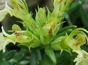 Germandrée montagnes (Teucrium montanum)